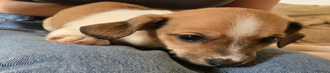 Dachshund Puppy 1