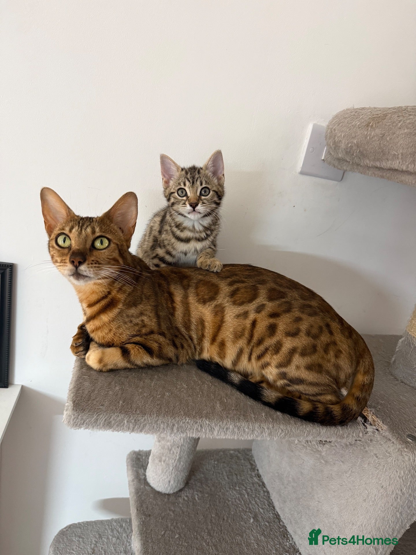 Bengal cats 🐾 Three Half-Bengal Kittens  - Advert 14
