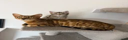 Bengal cats for sale: 🐾 Three Half-Bengal Kittens  - Advert 1