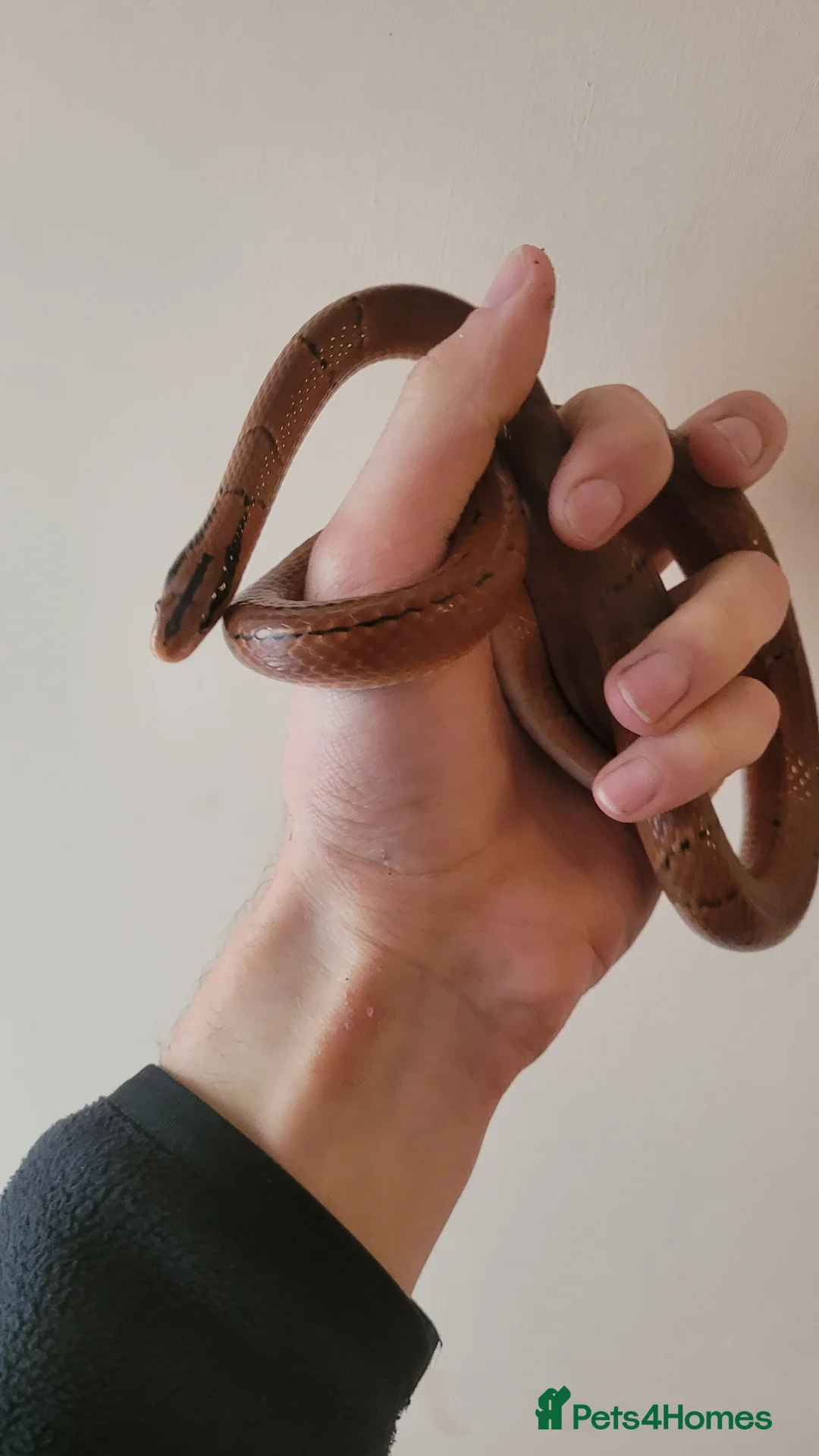 Rat Snake reptiles for sale: Yunnan Bamboo Rat snake - Advert 2