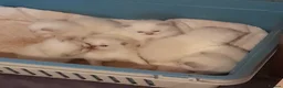 British Shorthair cats for sale: British Shorthair Lilac Colourpoint Kittens - Advert 11