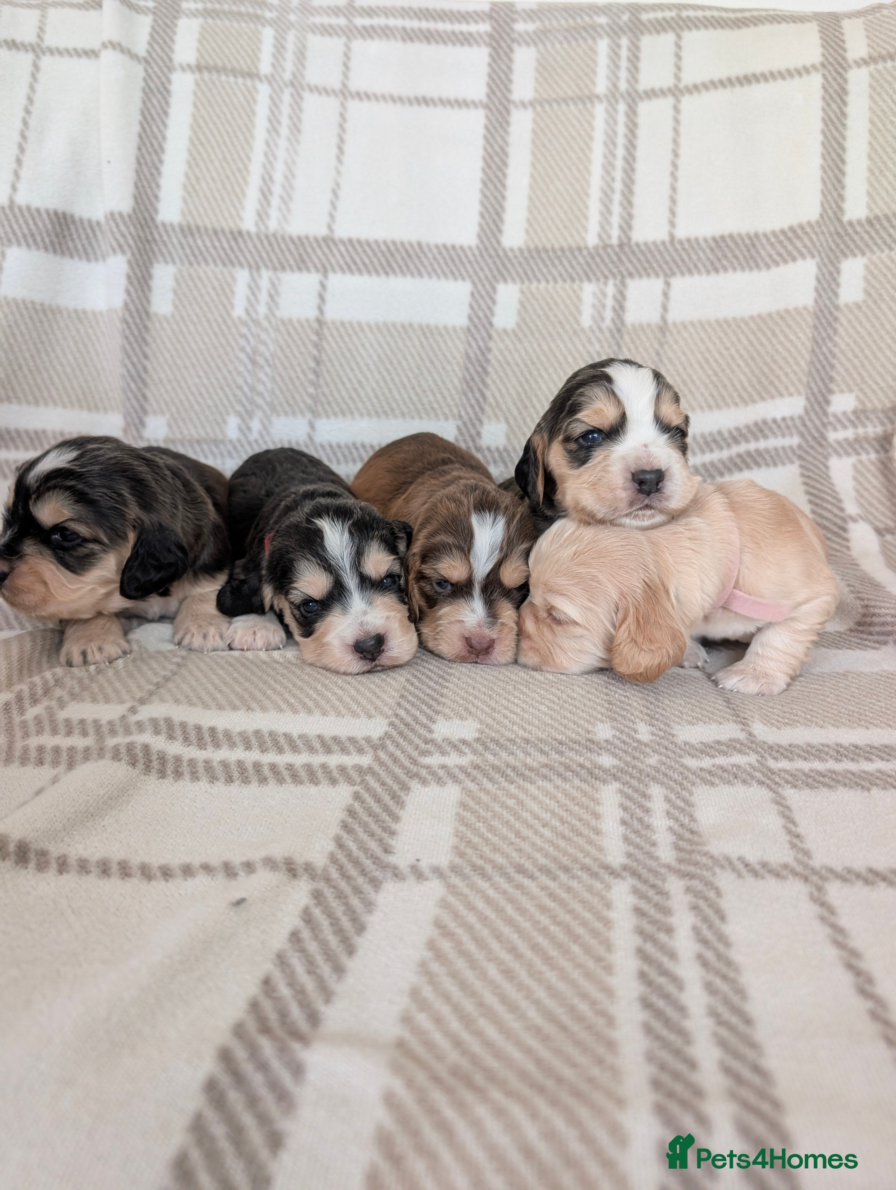 Cocker Spaniel dogs Gorgeous cocker spaniel puppies! - Advert 12