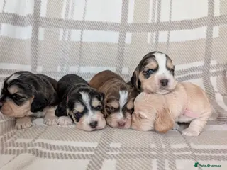 Cocker Spaniel dogs Gorgeous cocker spaniel puppies! - Advert 12