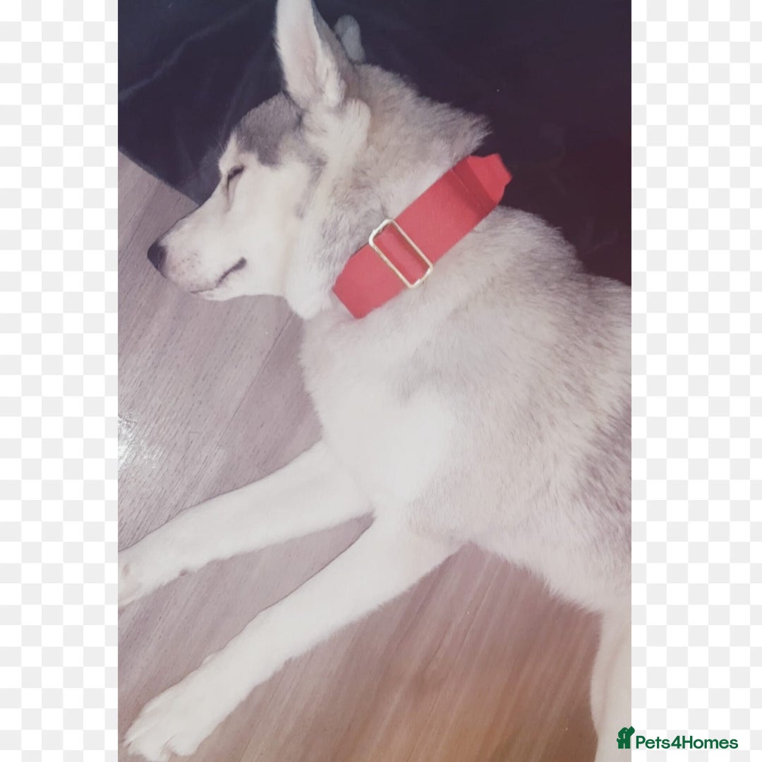 Siberian Husky dogs for sale: Beautiful husky boy for sale - Advert 7