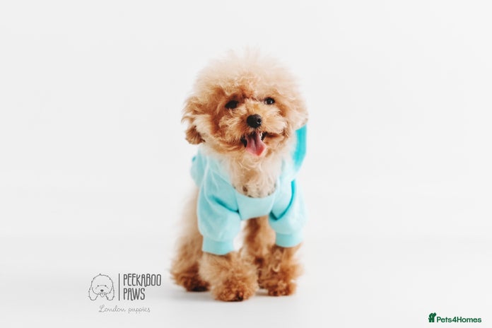 Toy Poodle dogs in Rickmansworth - Advert 19