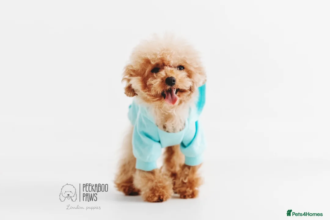 Toy Poodle dogs for stud:  **  Asian KC Toy Poodle for Stud DNA tested in Rickmansworth - Advert 1