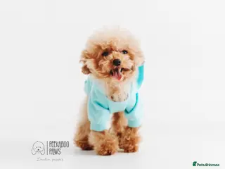 Toy Poodle dogs ** Asian KC Toy Poodle for Stud DNA tested in Rickmansworth - Advert 3