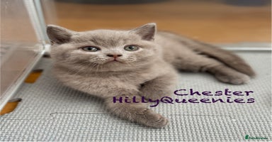 British Shorthair cats - Advert 5