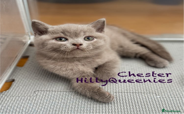British Shorthair cats - Advert 1