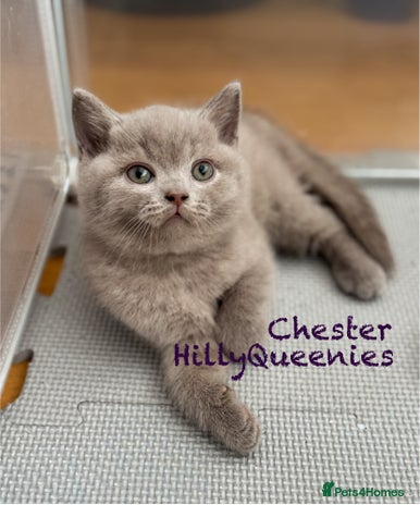 British Shorthair cats - Advert 1