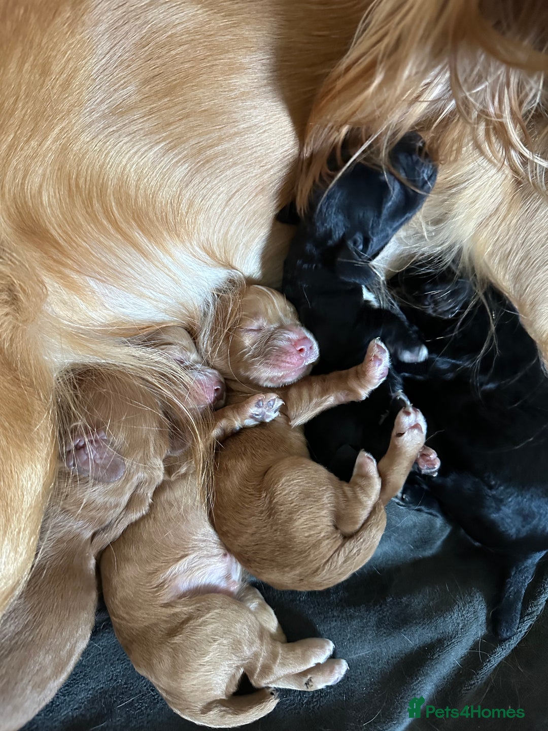Cocker Spaniel dogs for sale: Working Cocker Spaniel Puppies  - Image 16