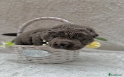 Shar Pei dogs for sale: REDUCED*READYNOW Beautiful bear/brush shar peis  - Image 11