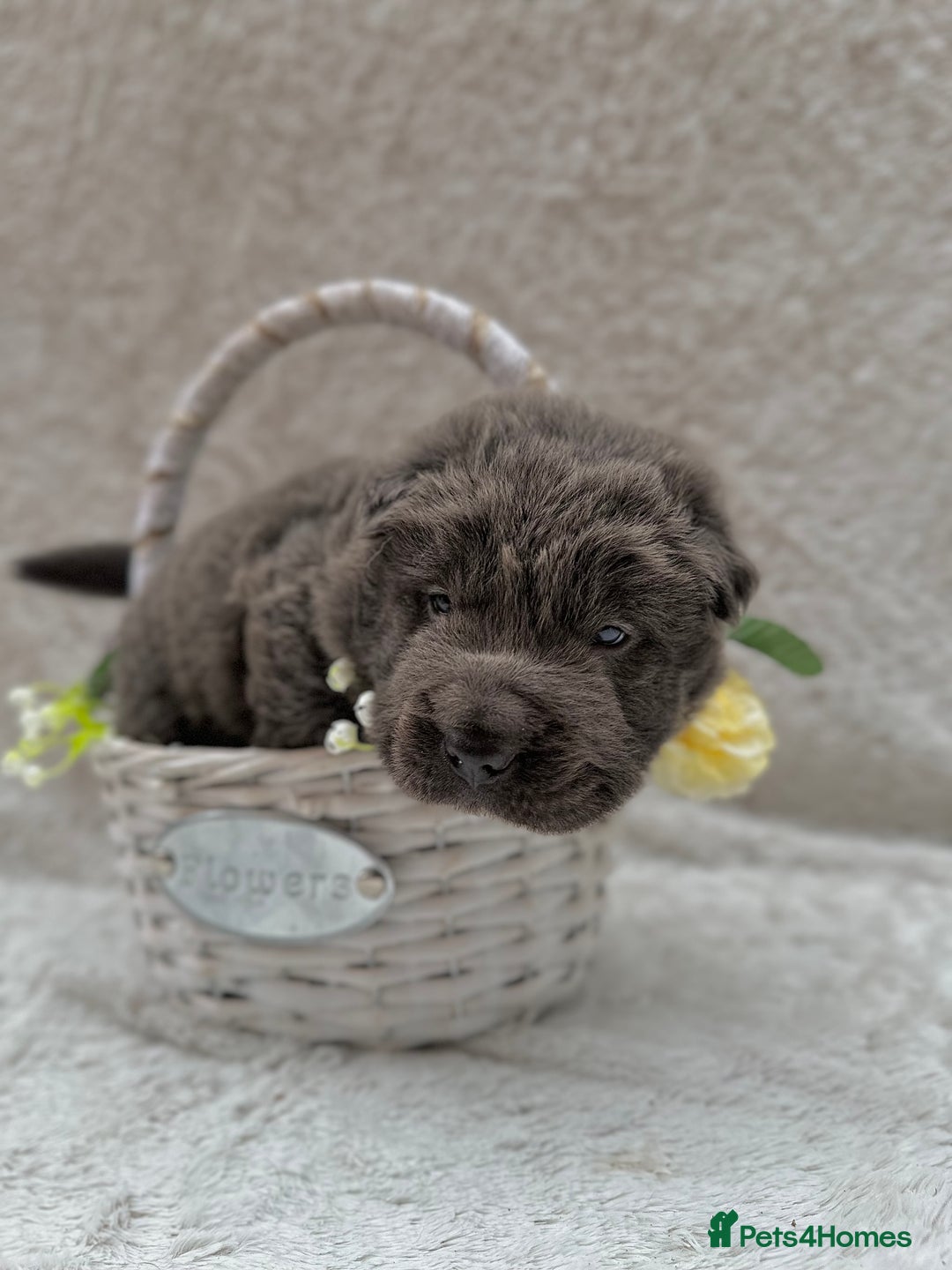 Shar Pei dogs for sale: REDUCED*READYNOW Beautiful bear/brush shar peis  - Image 11