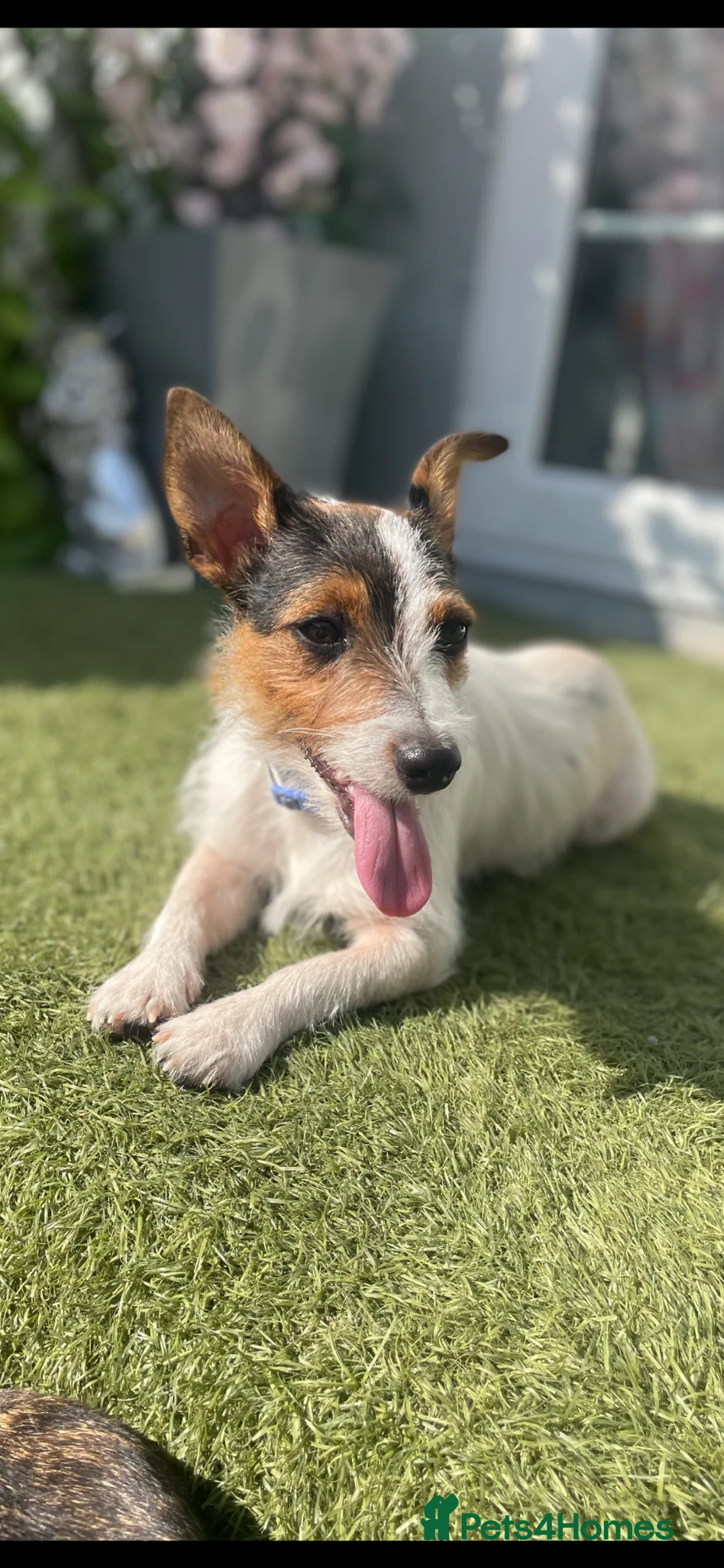 Jackapoo dogs for sale: 🏆🥇 Beautiful Jackapoo puppies 🥇🏆 in Pershore - Advert 34