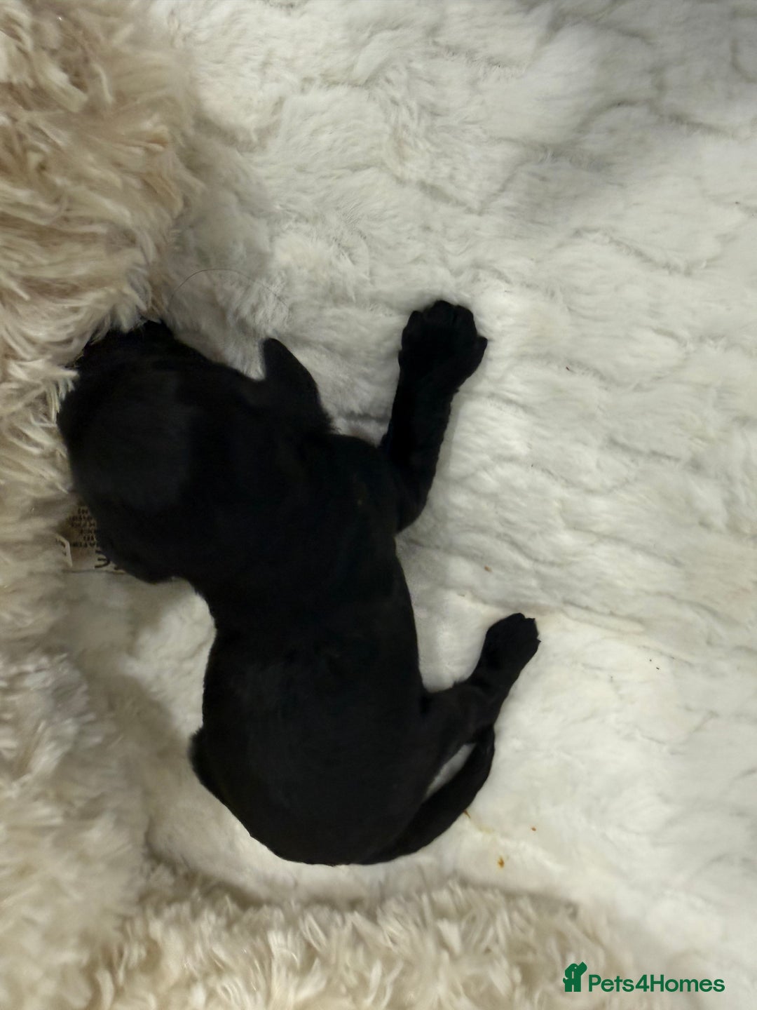 Cavapoo dogs for sale: Beautiful f1b. Black, black & Tan full DNA clear.  - Advert 5