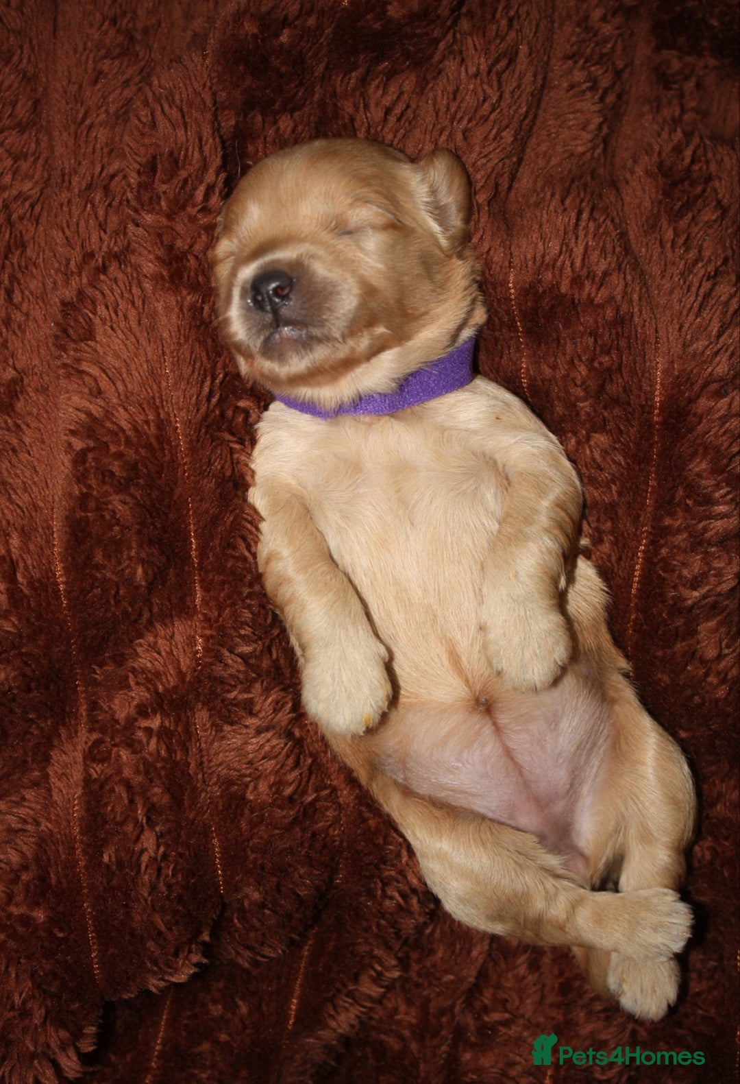 Goldendoodle dogs for sale: F1 Miniature goldendoodles  - Advert 14