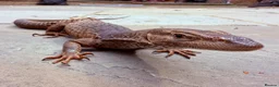 Monitor reptiles for sale: Varanus Tristis Tristis ( Black Headed Monitor ) - Advert 3