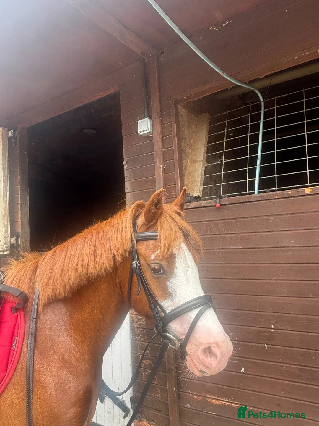 Welsh Section C horses for sale: Betsy, 12.2 mare! Welsh section c 6 year old in Bristol - Advert 2
