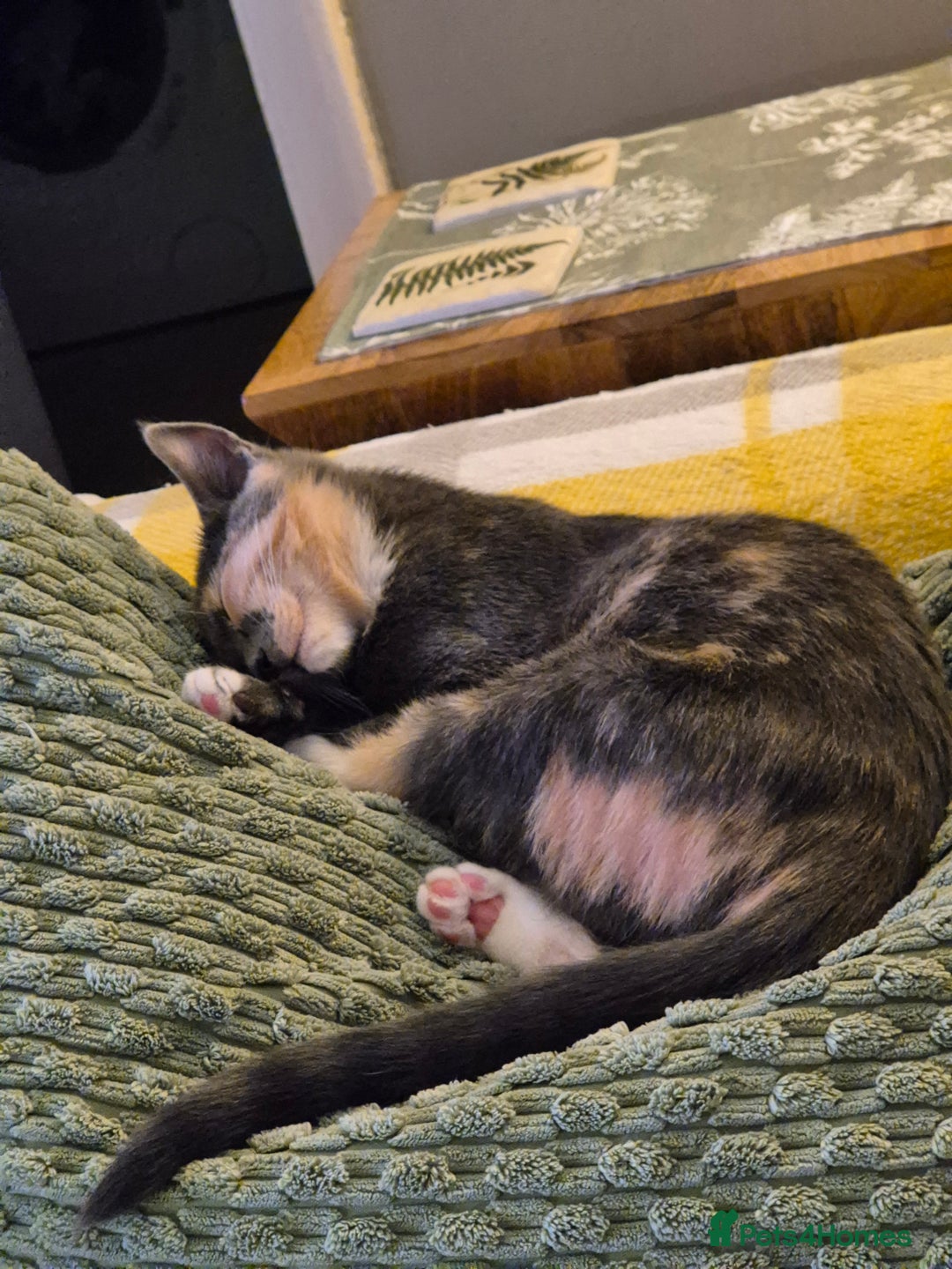 Mixed Breed cats for sale: Mixed breed kitten - Advert 3