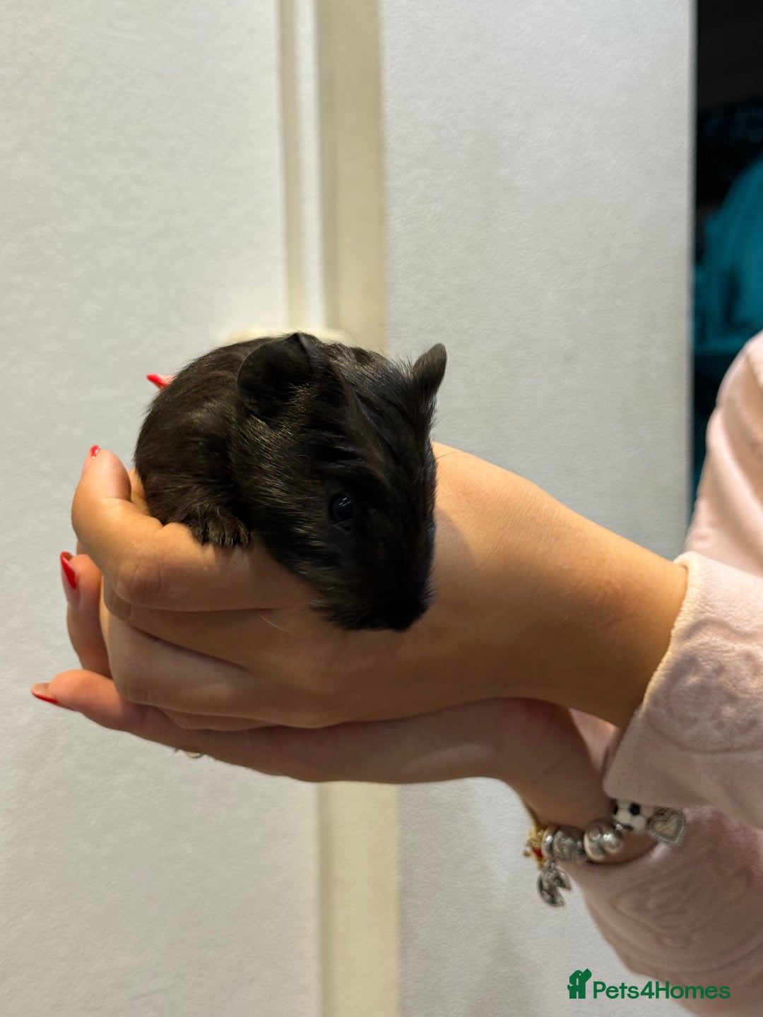 Guinea Pig rodents for sale: Baby guinea pigs for sale - Image 12