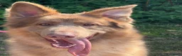 German Shepherd dogs for sale: German shepherd adult male  - Advert 2
