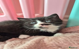 Mixed Breed cats for sale: British short hair cross  - Image 2