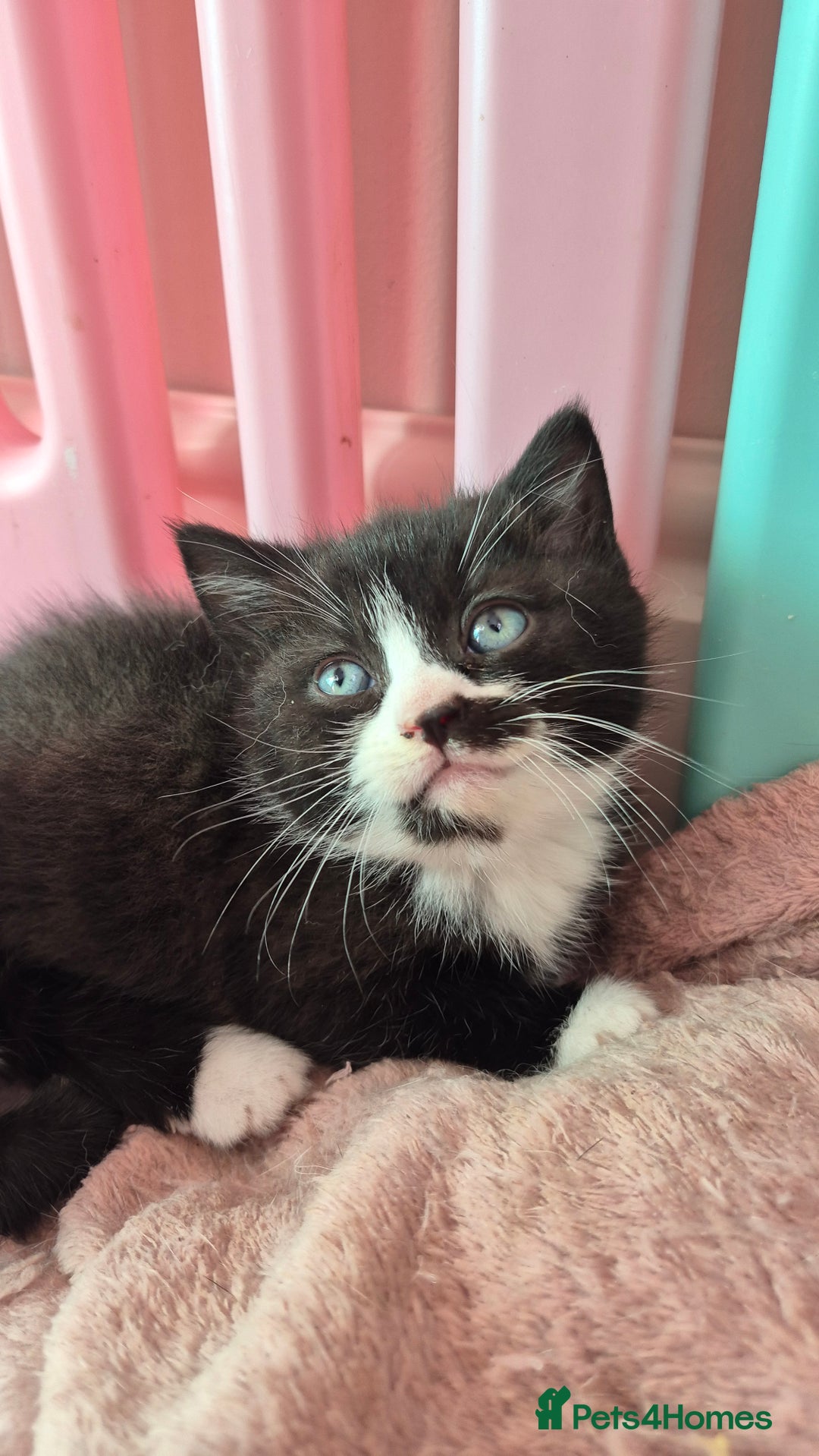 Mixed Breed cats for sale: British short hair cross  - Image 2