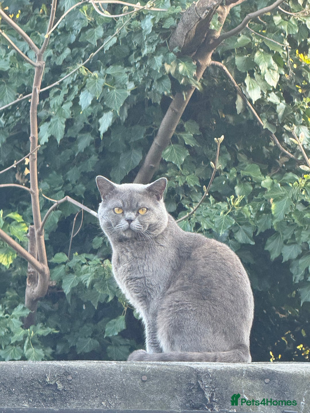 British Shorthair cats for sale: Beautiful British Short Hair - Advert 1
