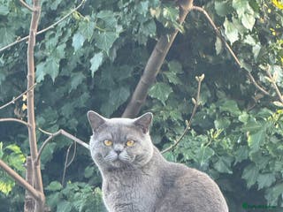 British Shorthair cats Beautiful British Short Hair - Advert 3