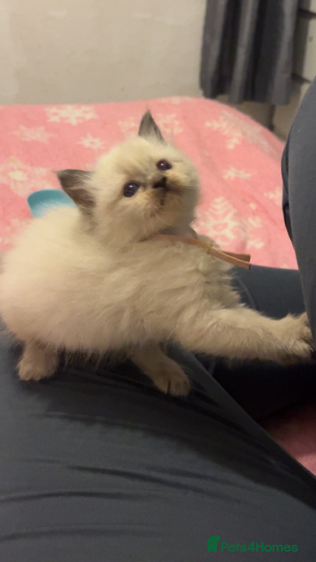 Ragdoll cats for sale: Blue colourpoint female can drop off to Edinburgh  - Advert 4