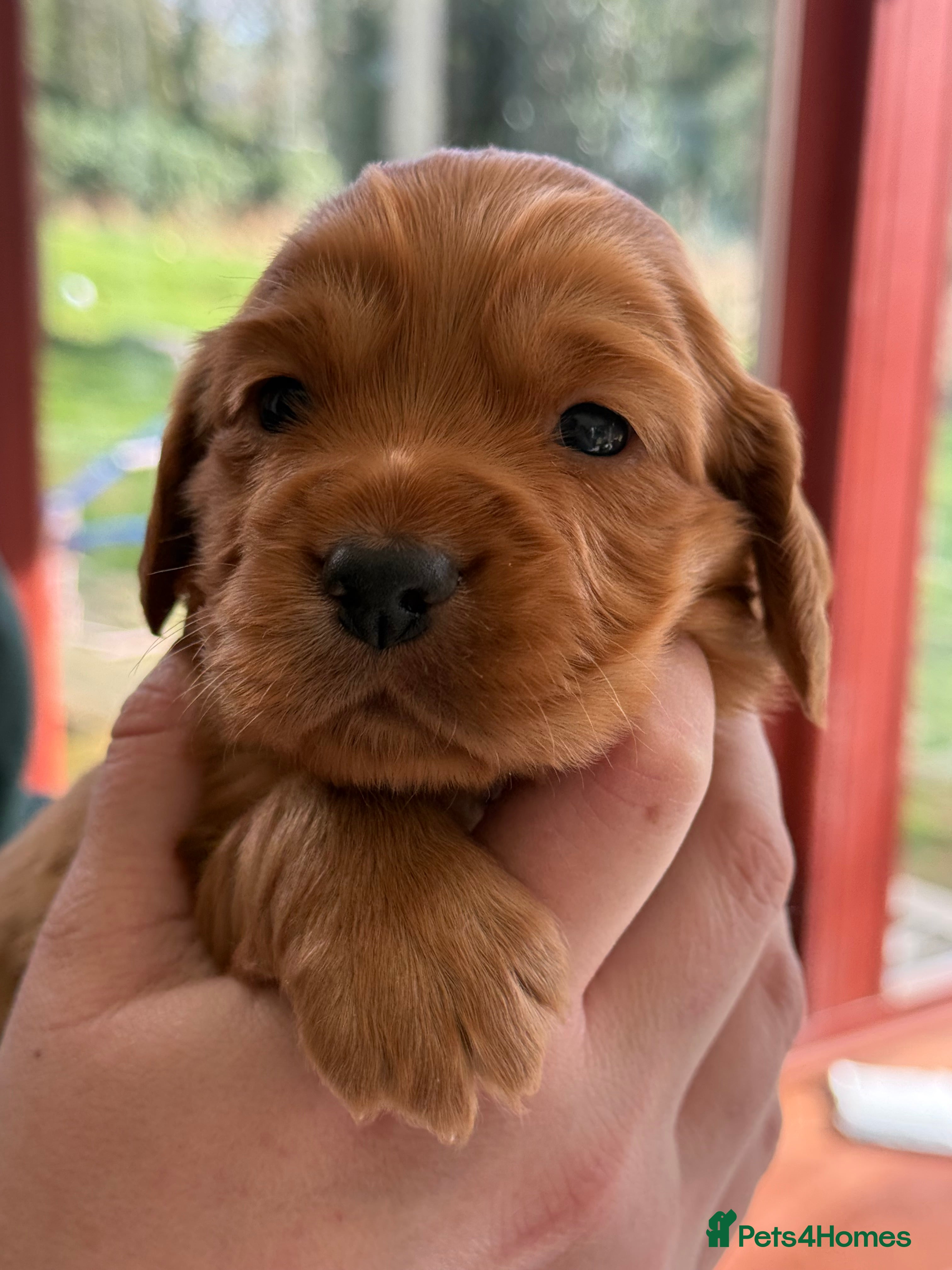 Cocker Spaniel dogs 3 Beautiful girls left!!! Gorgeous working cockers - Advert 9