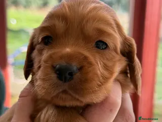 Cocker Spaniel dogs 3 Beautiful girls left!!! Gorgeous working cockers - Advert 1