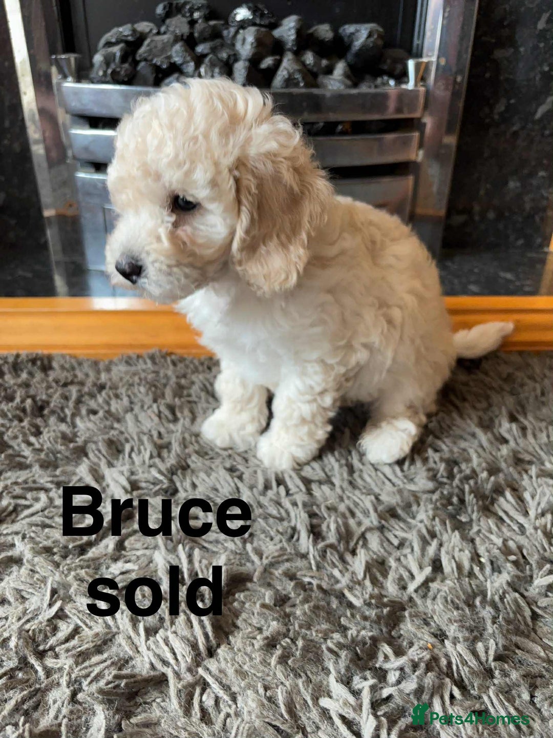 Poochon dogs for sale: 1 poochon girl available ready to leave  - Image 5