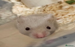 Hamster rodents for sale: Beautiful hamster babies - Image 2