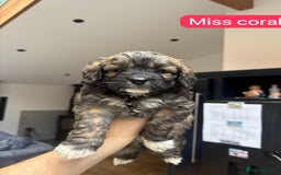 Mixed Breed dogs for sale: Outstanding Saint Bernadoodle Puppies  - Image 3
