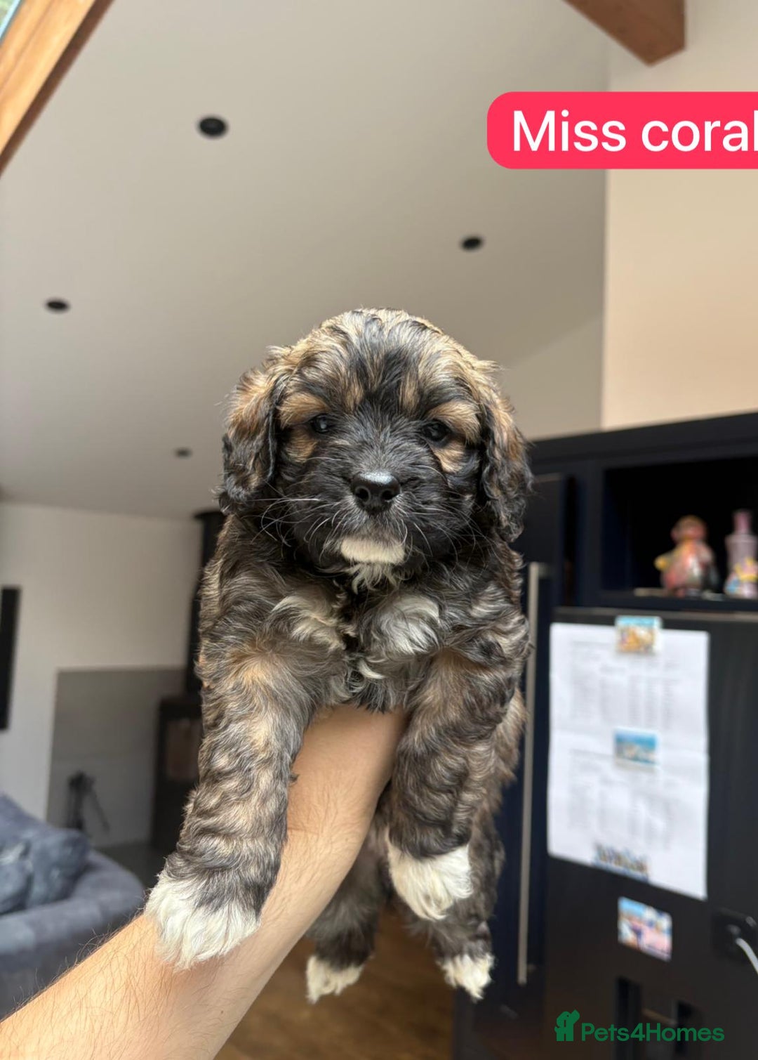 Mixed Breed dogs for sale: Outstanding Saint Bernadoodle Puppies  - Image 3