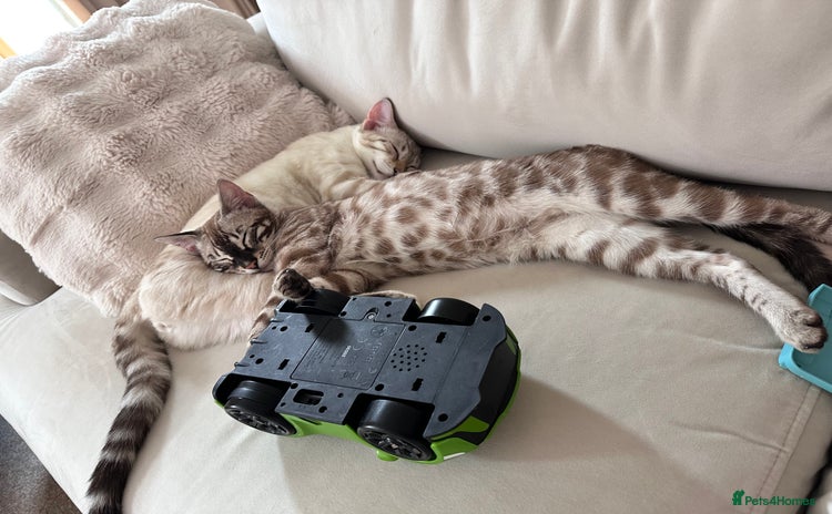 Bengal cats - Advert 2