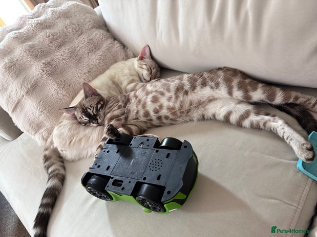Bengal cats - Advert 7