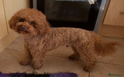 Cavachon dogs for sale: Gorgeous Cavapoochon’s Light Fox Red. - Image 17