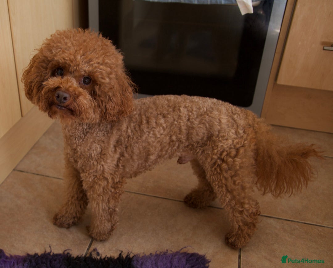 Cavachon dogs for sale: Gorgeous Cavapoochon’s Light Fox Red. - Image 17