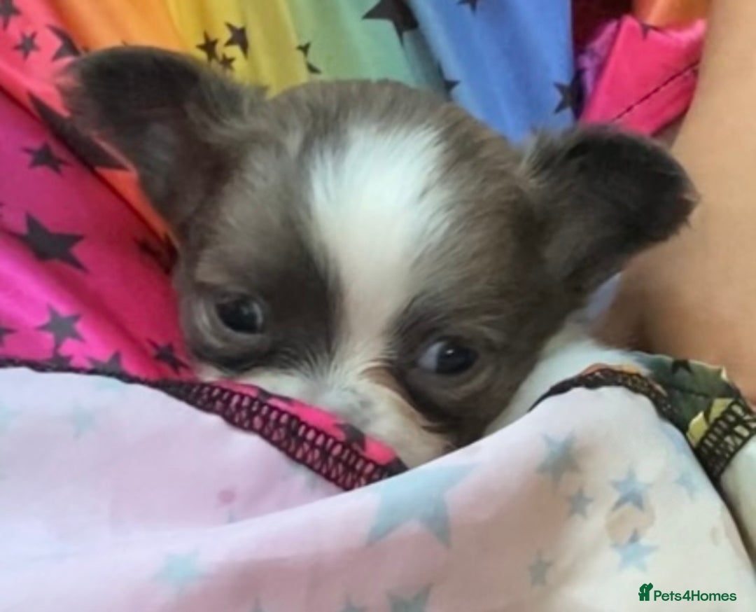 Chihuahua dogs for sale: 2 chihuahua boys left  - Image 15