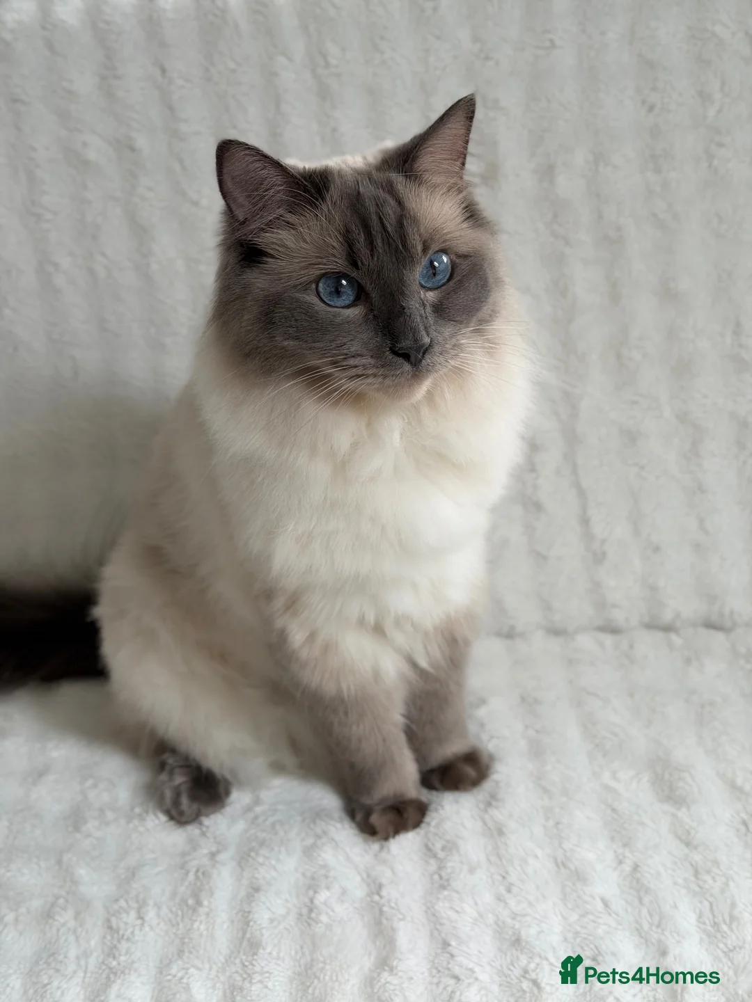 Ragdoll cats for sale: Pearl - Absolute Sweetheart Looking For New Home - Advert 2