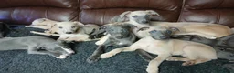 Whippet dogs for sale: High Quality Whippet pups Crufts - Advert 33