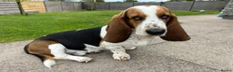 Basset Hound dogs for stud: Basset Hound Stud in Brecon - Advert 4