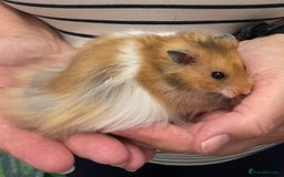 Hamster rodents for sale: Baby Syrian hamsters from show stock  - Image 3