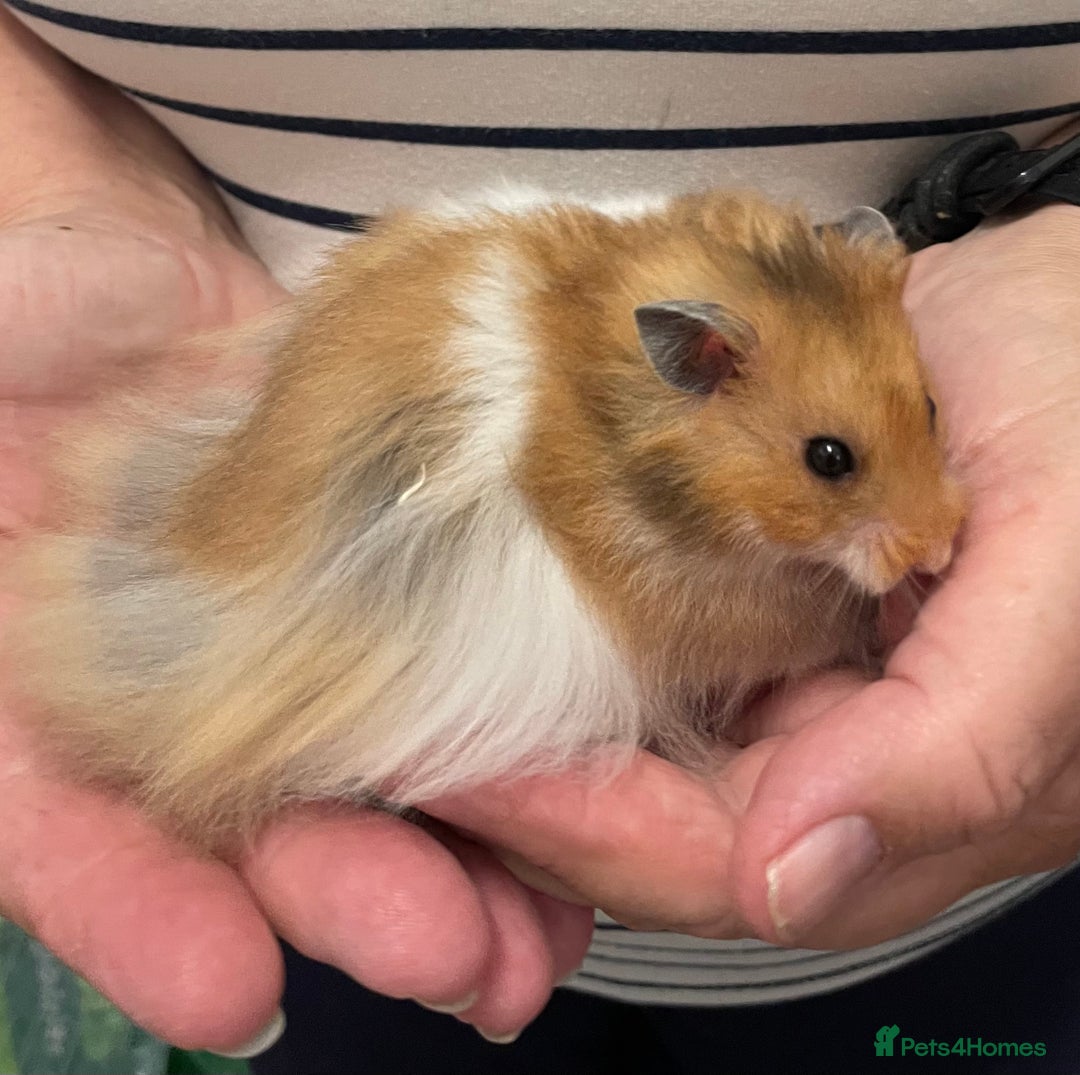 Hamster rodents for sale: Baby Syrian hamsters from show stock  - Image 3