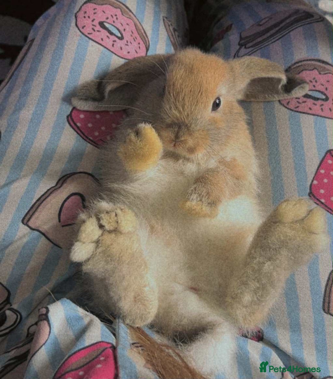 Mini Lop rabbits for sale: Mini lop rabbits  - Image 8