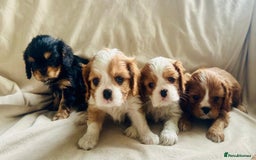 Cavalier King Charles Spaniel dogs for sale:  KC, Health Tested, ready to leave now  - Advert 5