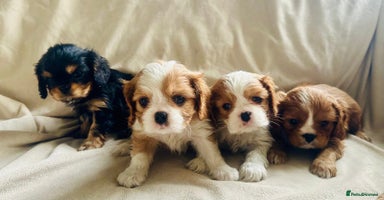 Cavalier King Charles Spaniel dogs  KC, Health Tested, Ready 26th or later if needed  - Advert 11