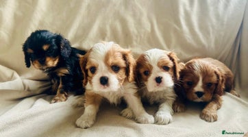 Cavalier King Charles Spaniel dogs KC, Health Tested, Ready 26th or later if needed - Advert 1